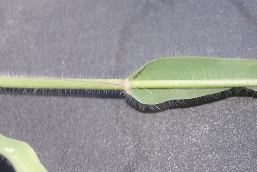 Urochloa brachyura