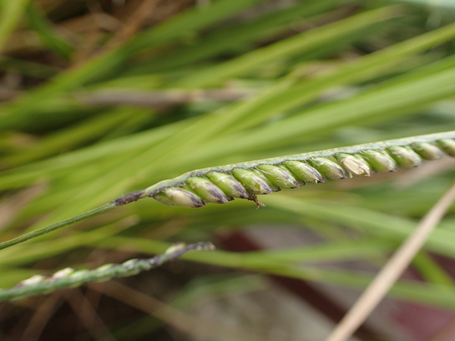Urochloa brizantha — photo