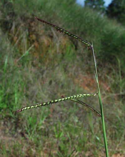Urochloa brizantha — photo