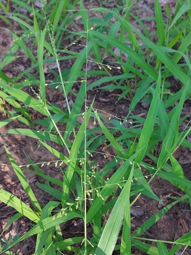 Urochloa deflexa