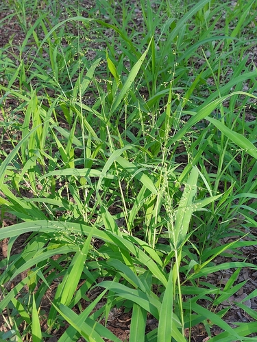 Urochloa deflexa (False signal grass) — photo