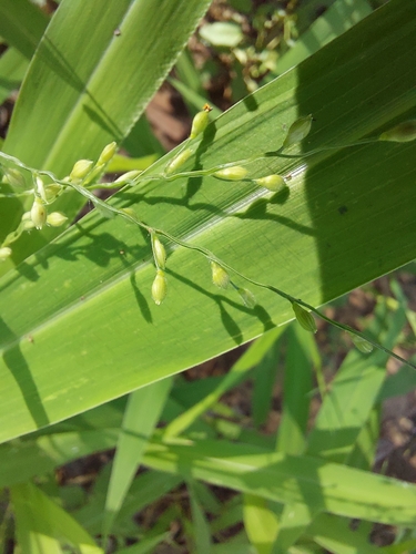 Urochloa deflexa (False signal grass) — photo