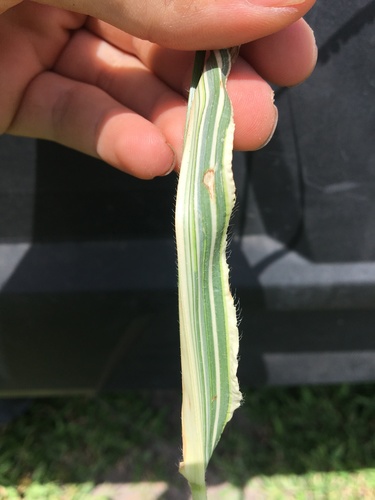 Urochloa mosambicensis (Bushveld signal grass) — photo