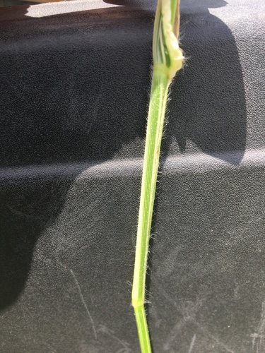 Urochloa mosambicensis