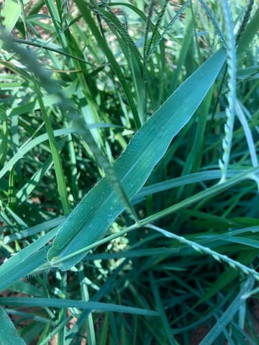 Urochloa panicoides (Urochloa grass) — photo