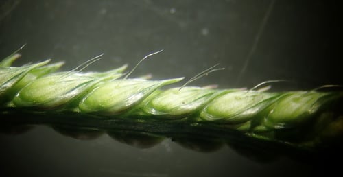 Urochloa trichopus