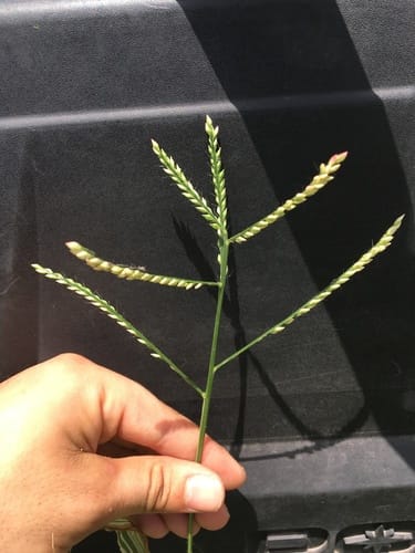 Urochloa trichopus (Hairy gonya-grass) — photo