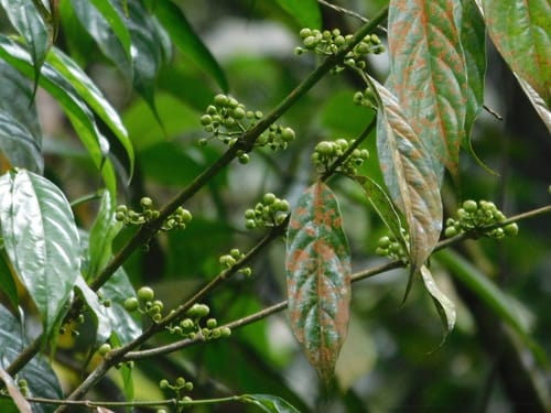 Urophyllum arboreum — photo
