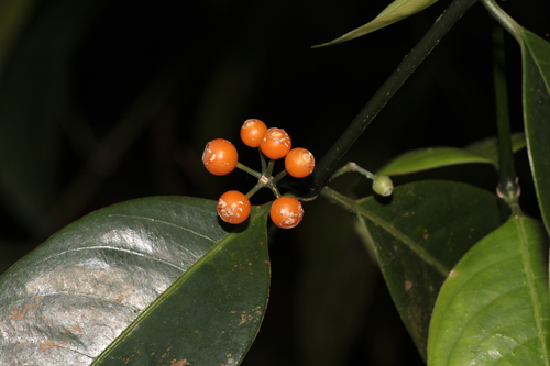 Urophyllum arboreum