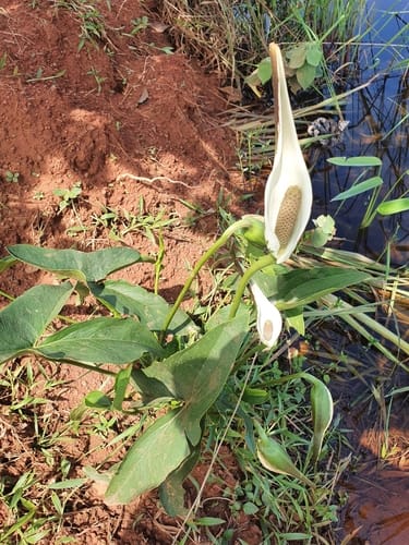 Urospatha sagittifolia (Karabo) — photo