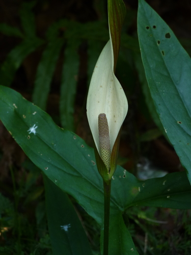 Urospatha sagittifolia
