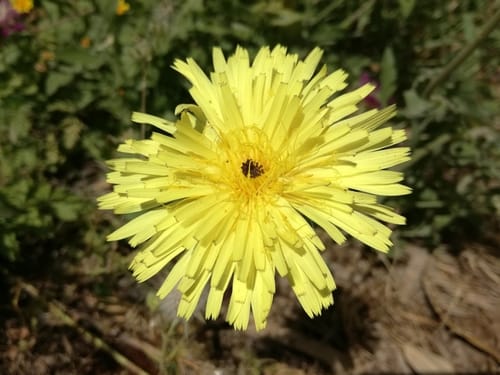 Urospermum dalechampii (Urospermum) — photo