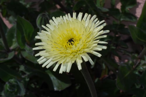 Urospermum dalechampii