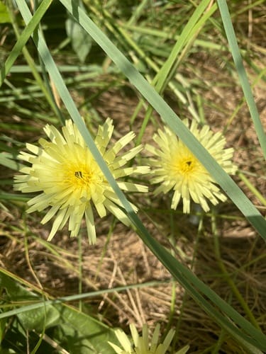 Urospermum dalechampii (Urospermum) — photo
