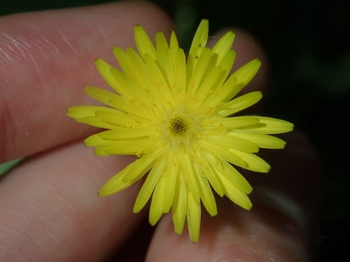 Urospermum picroides (False hawkbit) — photo