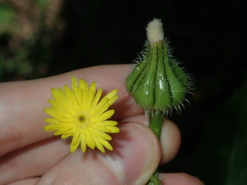 Urospermum picroides (False hawkbit) — photo