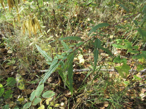 Urtica angustifolia (Stinging hemp) — photo