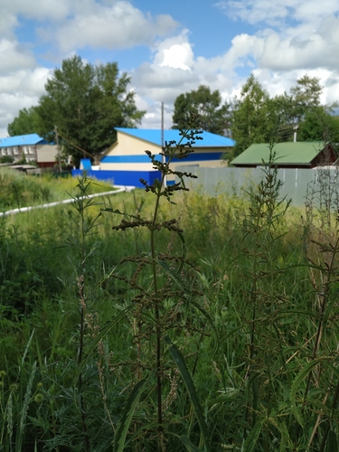 Urtica angustifolia (Stinging hemp) — photo