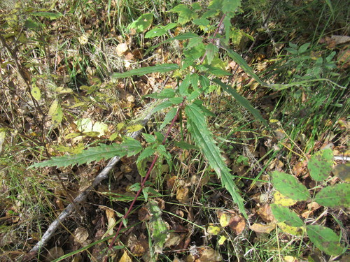 Urtica angustifolia