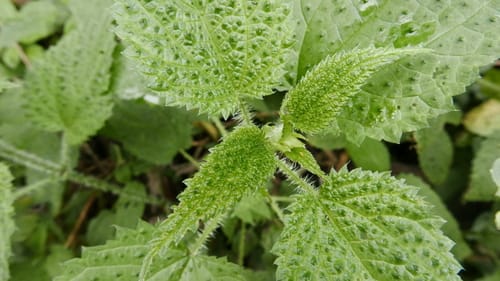 Urtica ardens — photo