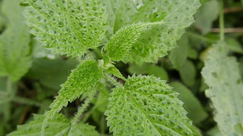 Urtica ardens — photo