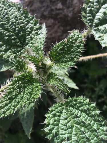 Urtica ardens