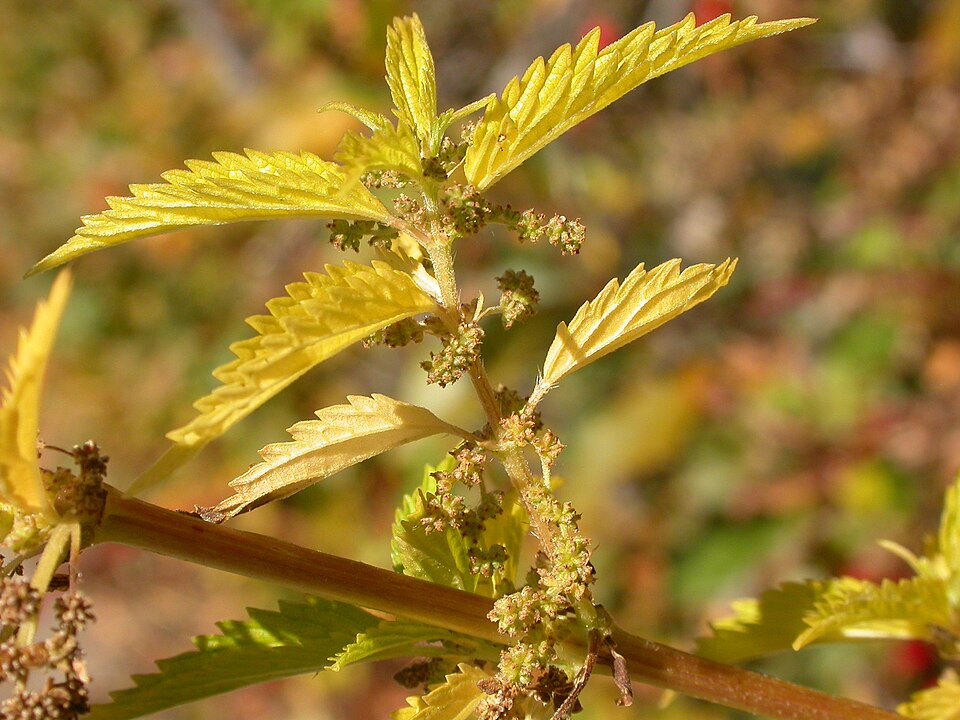 Urtica breweri