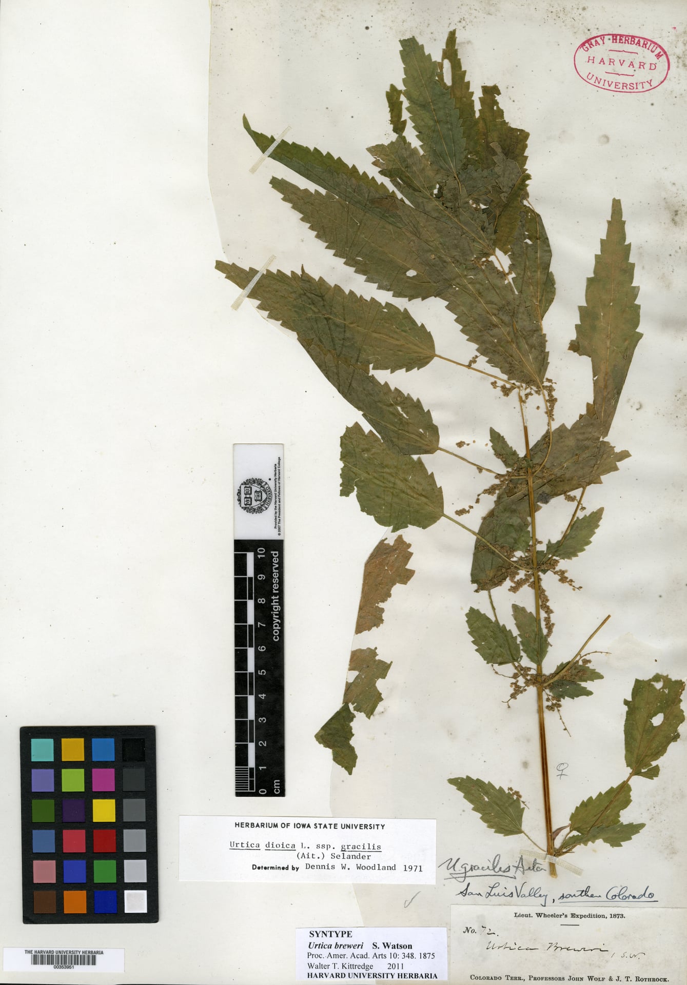 Urtica breweri (Stinging nettle) — photo