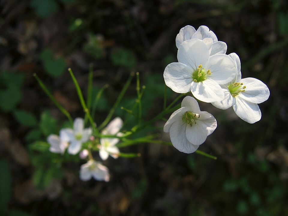 Urtica californica