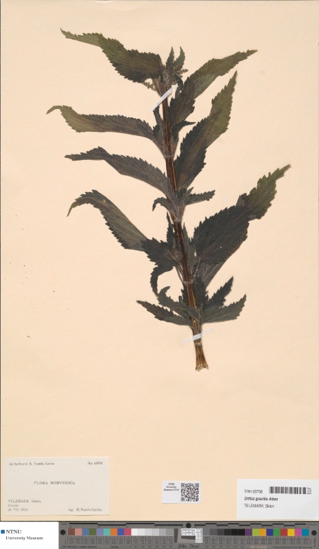 Urtica californica (California Nettle) — photo