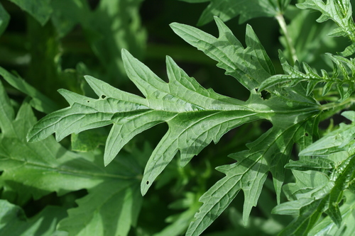 Urtica cannabina (Scorpion plant) — photo