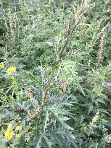Urtica cannabina (Scorpion plant) — photo