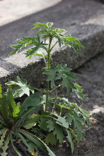 Urtica cannabina