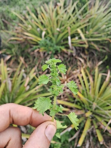 Urtica circularis — photo