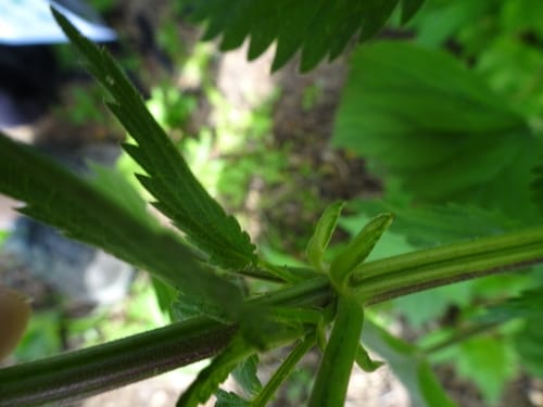 Stinging nettle