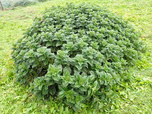 Urtica dioica subsp. gracilis (Californica nettle) — photo