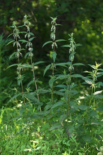 Urtica dioica subsp. gracilis