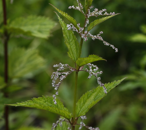 Urtica dioica subsp. holosericea (Stinging nettle) — photo