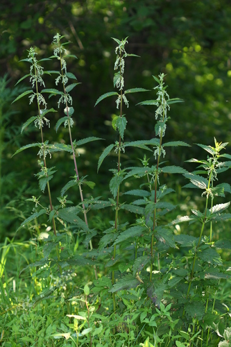 Urtica dioica (Stinging nettle) — photo