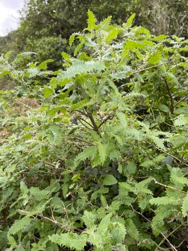 Urtica ferox (Ongaonga) — photo