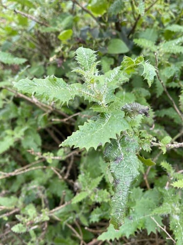 Urtica ferox (Ongaonga) — photo