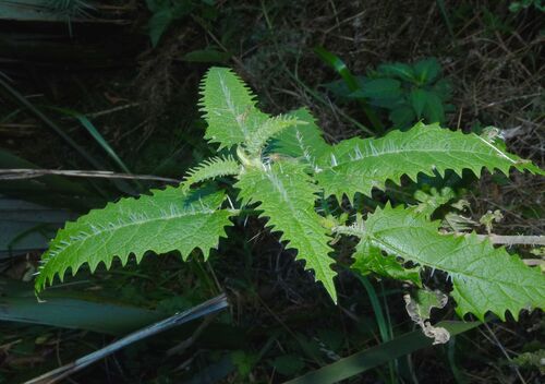 Urtica ferox