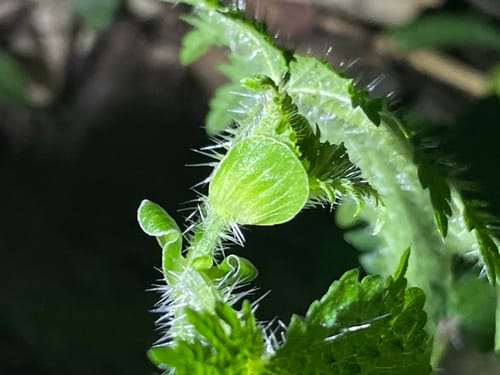 Urtica fissa — photo