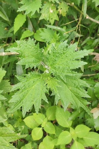 Urtica fissa
