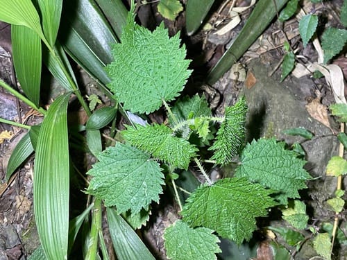 Urtica fissa — photo