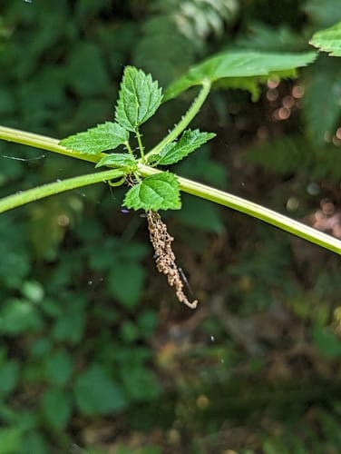 Urtica gracilis (Slender nettle) — photo