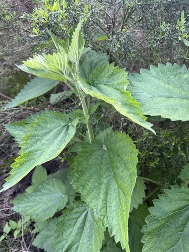 Urtica holosericea (Stinging nettle) — photo