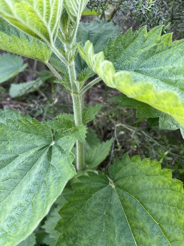 Urtica holosericea (Stinging nettle) — photo