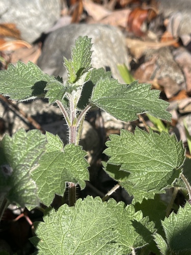 Urtica holosericea
