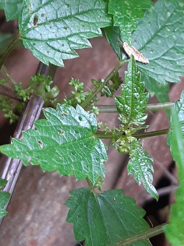 Urtica incisa (Stinging nettle) — photo
